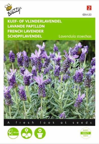 French lavender (Lavandula stoechas) 100 seeds BU